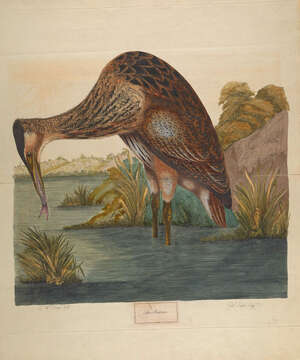 Image of great bittern, bittern