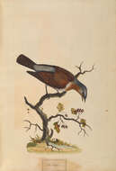 Image of Fieldfare