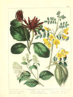 Image of eastern sweetshrub
