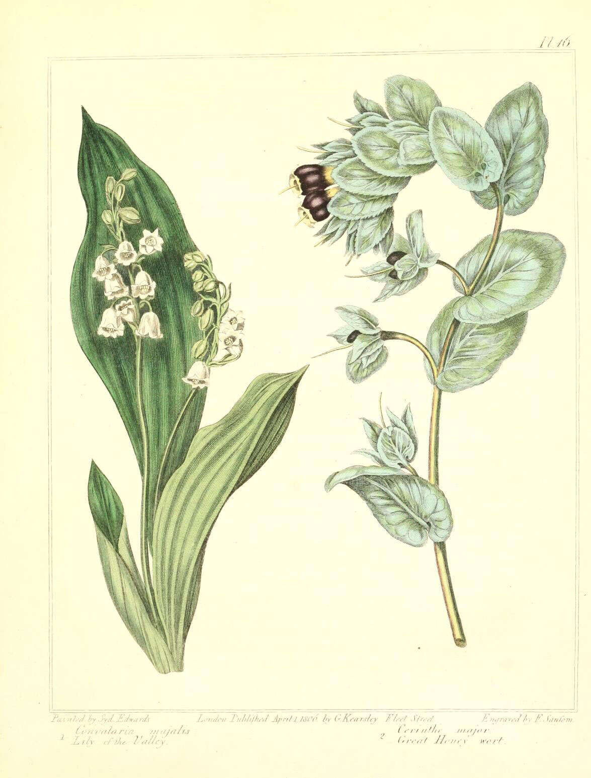 Image of convallaria