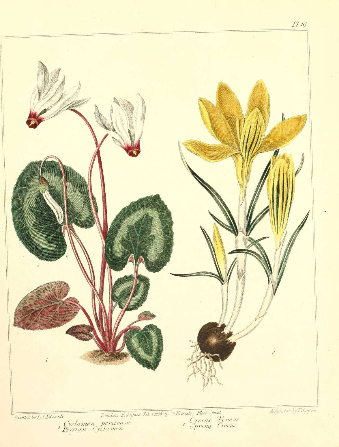Image of florist's cyclamen