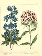 Image de Delphinium elatum L.