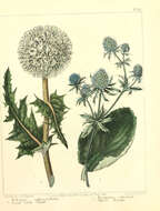 Echinops sphaerocephalus L. resmi