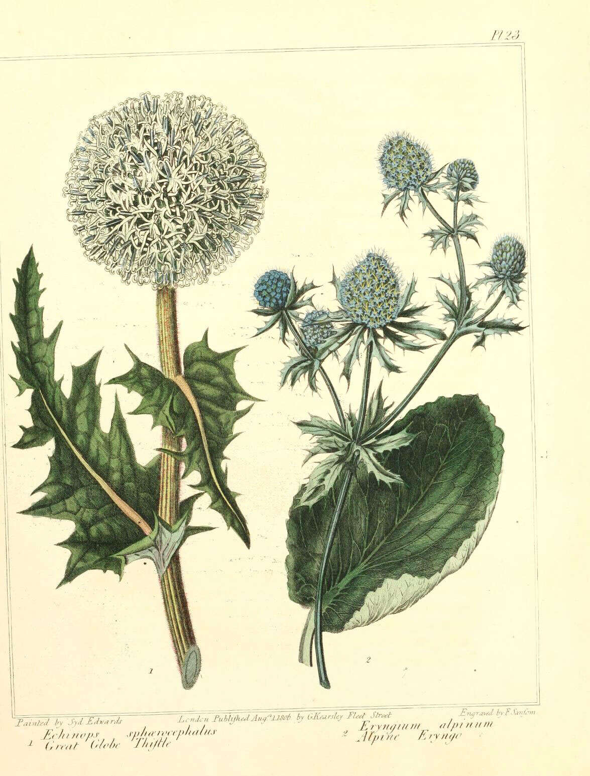 Echinops sphaerocephalus L. resmi