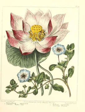 Image of sacred lotus