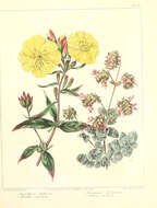 Imagem de Oenothera fruticosa L.