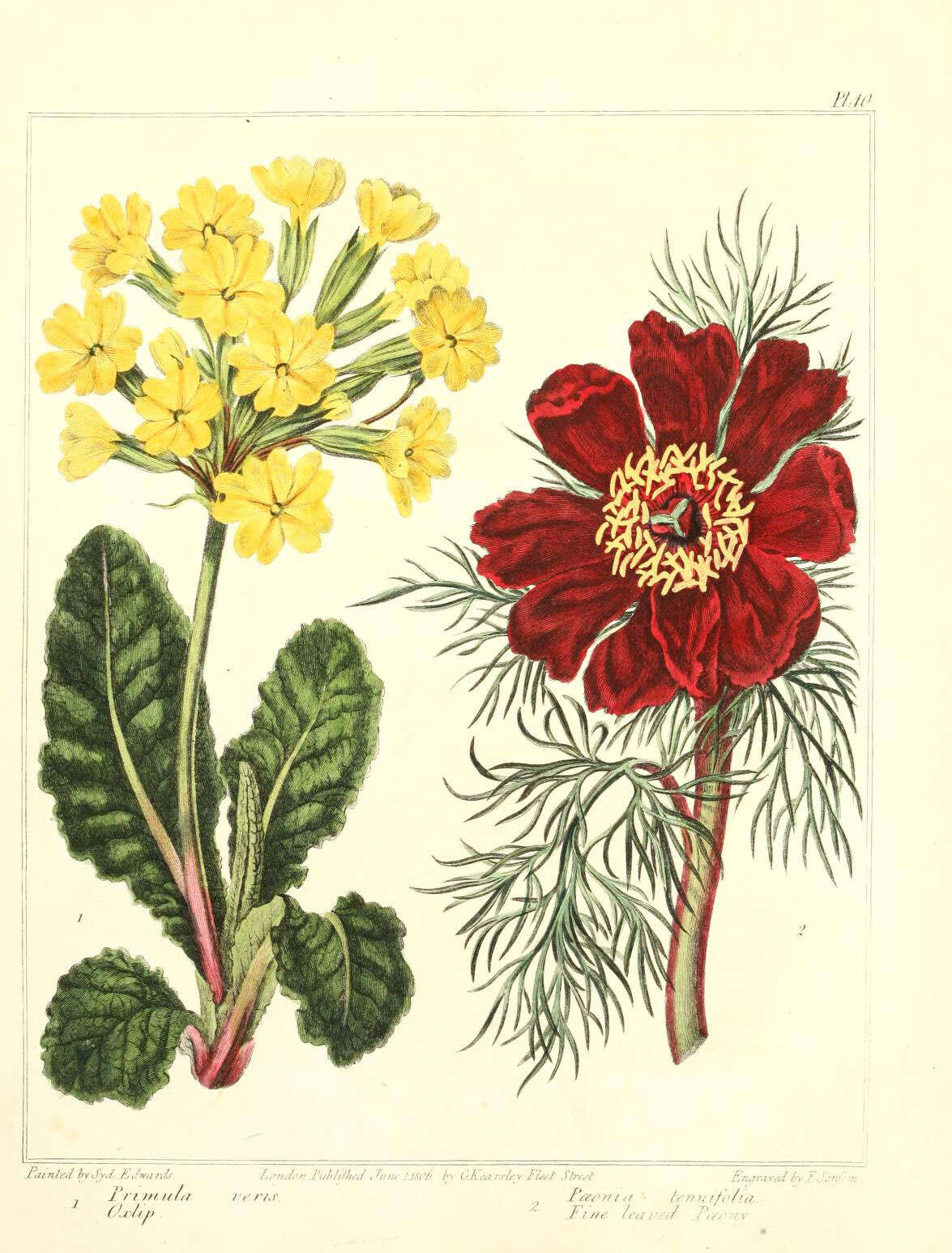 Image of Cowslip