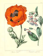 Image of Oriental poppy