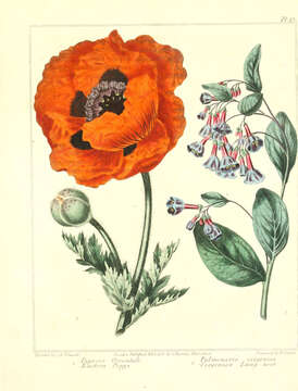 Image of Oriental poppy