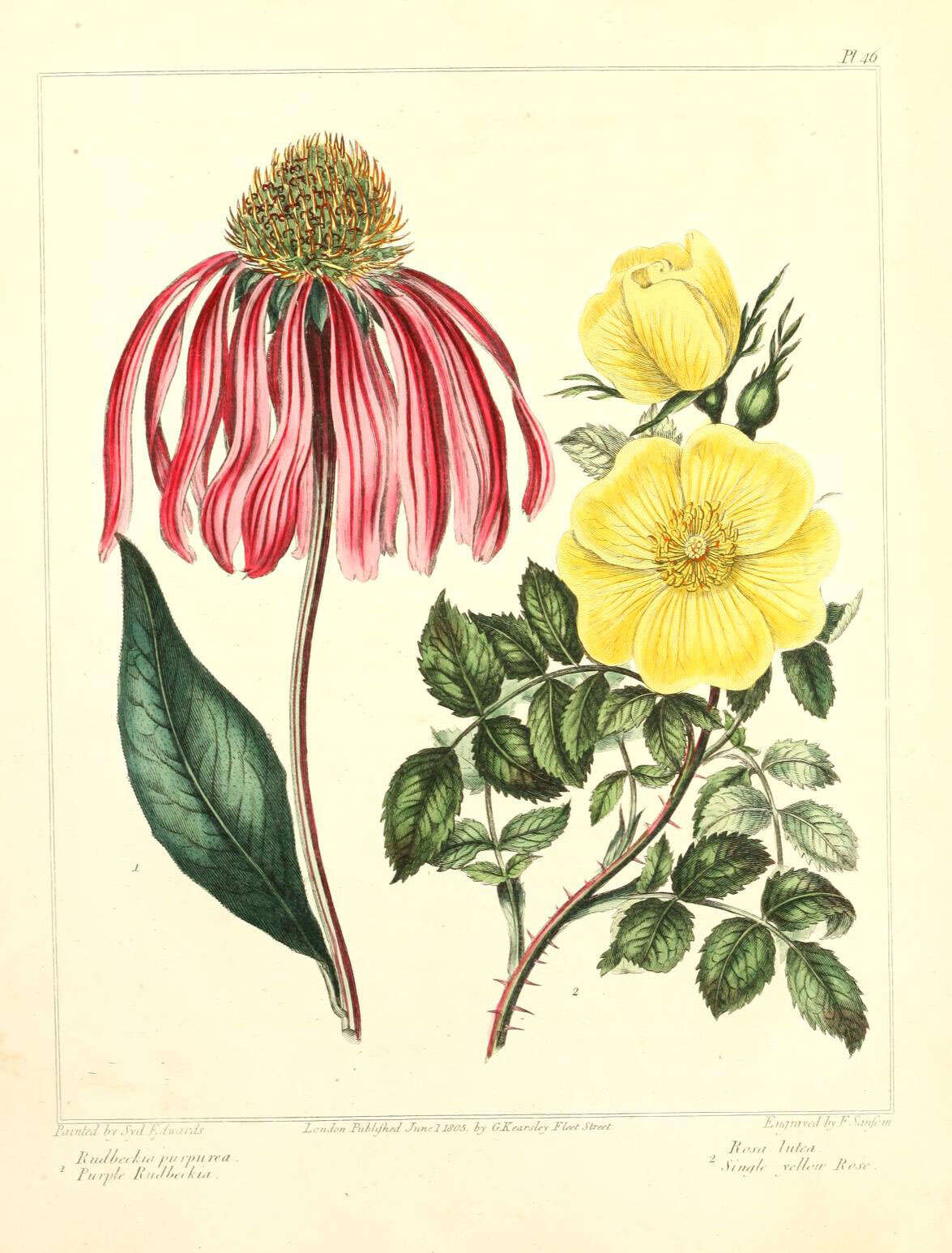 Echinacea purpurea (L.) Moench resmi