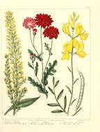 Image of wand goldenrod