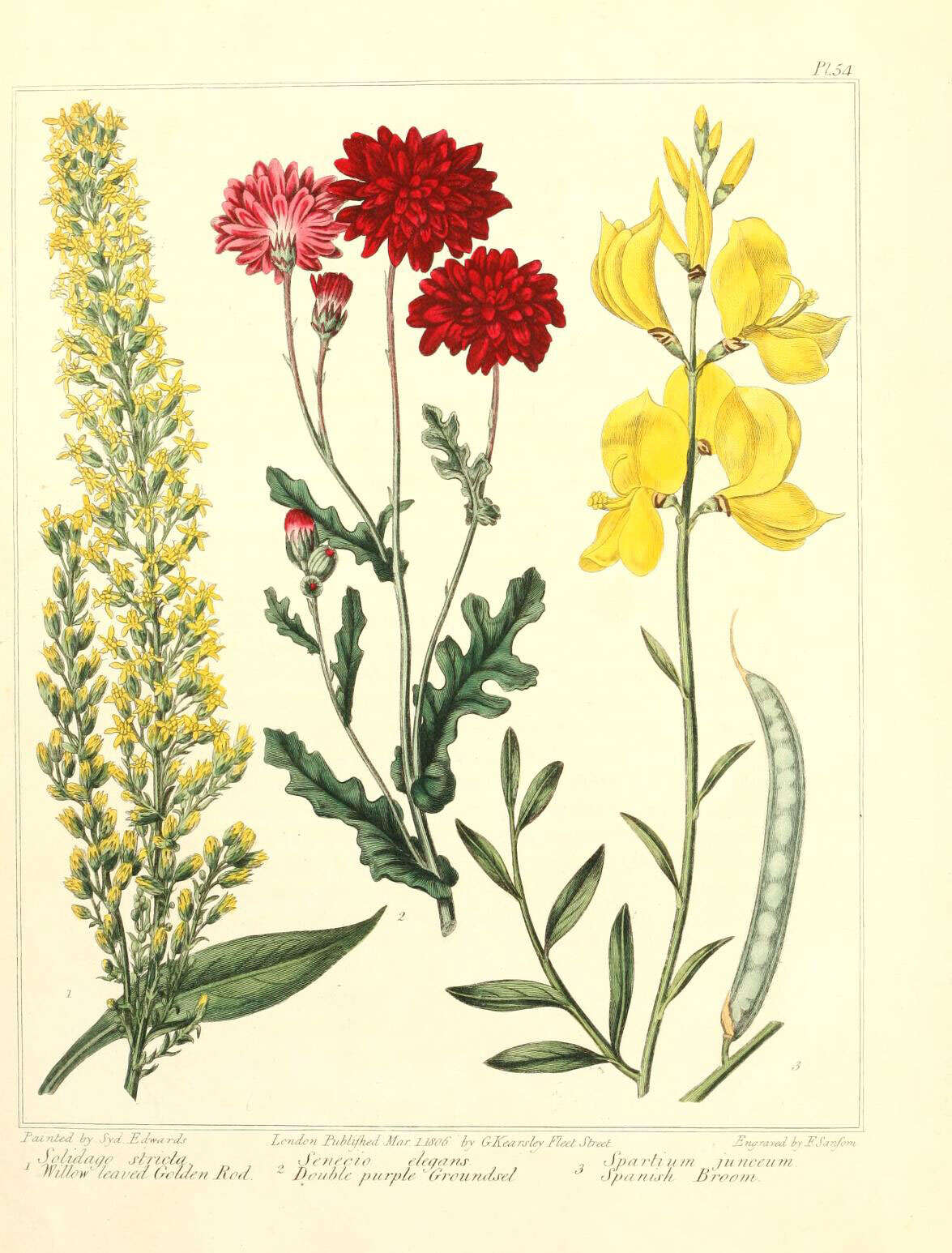 Image of wand goldenrod