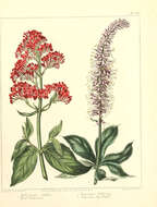 Image of Red Valerian