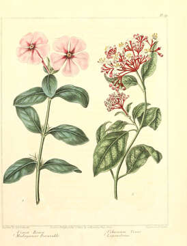 Image of Madagascar periwinkle