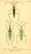 Stenodema virens (Linnaeus 1767)的圖片