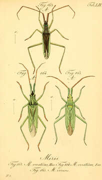 Image of Stenodema virens (Linnaeus 1767)