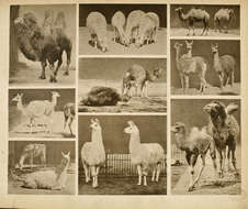 Image of camels and relatives