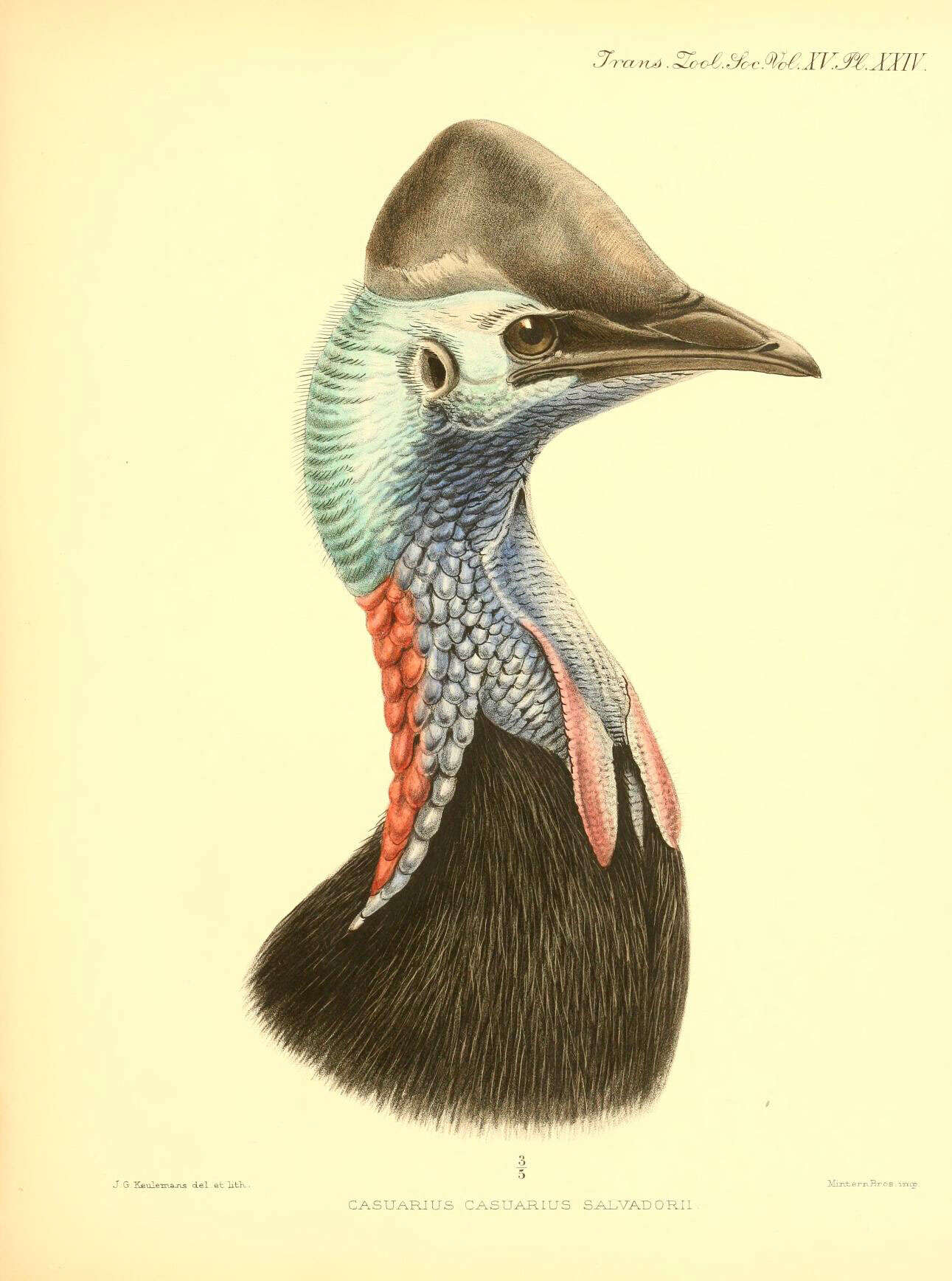 Image of Southern Cassowary