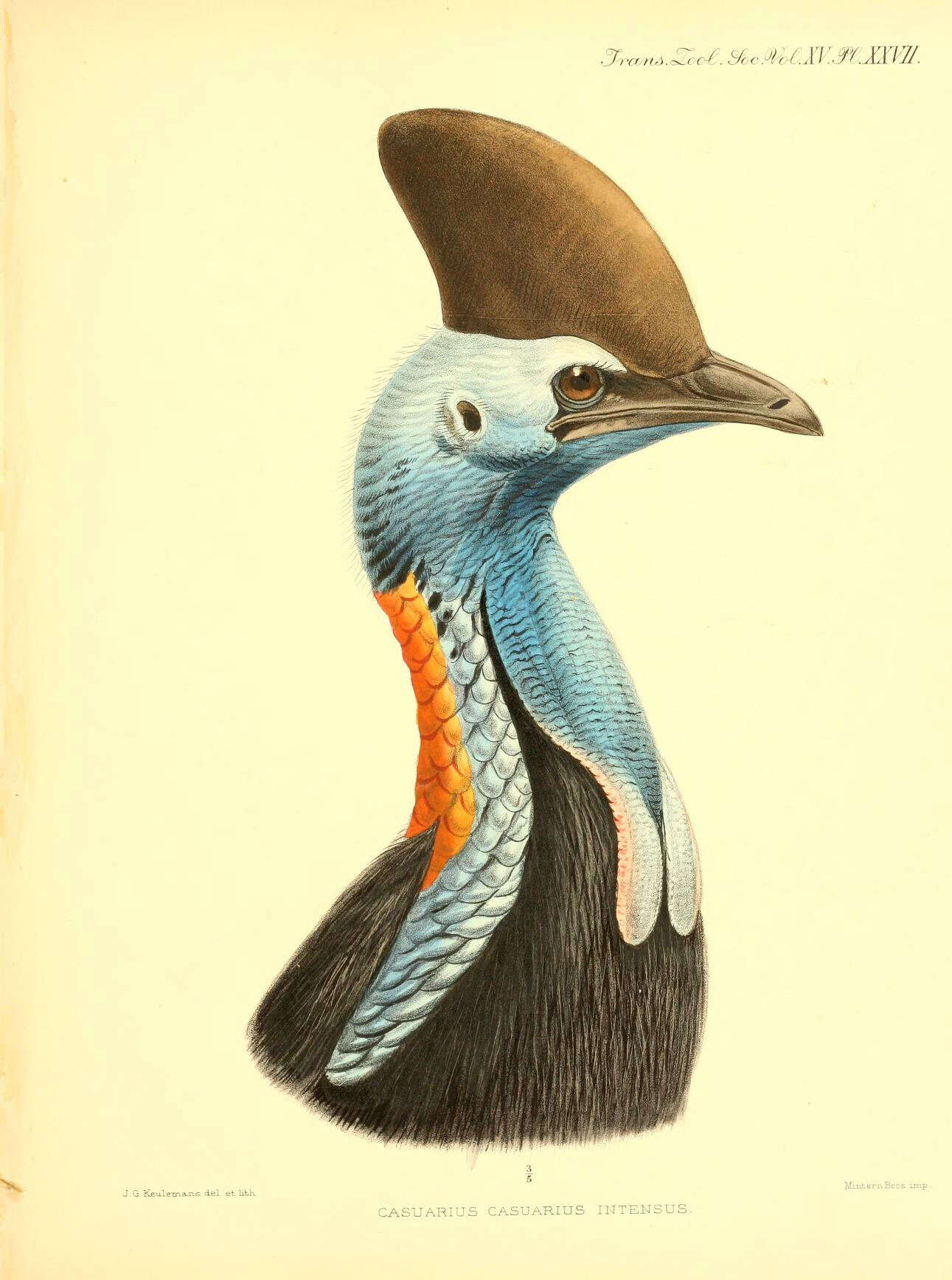 Image of Southern Cassowary