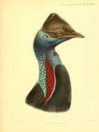 Image of Dwarf Cassowary