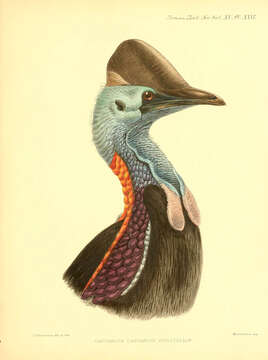 Image of Southern Cassowary