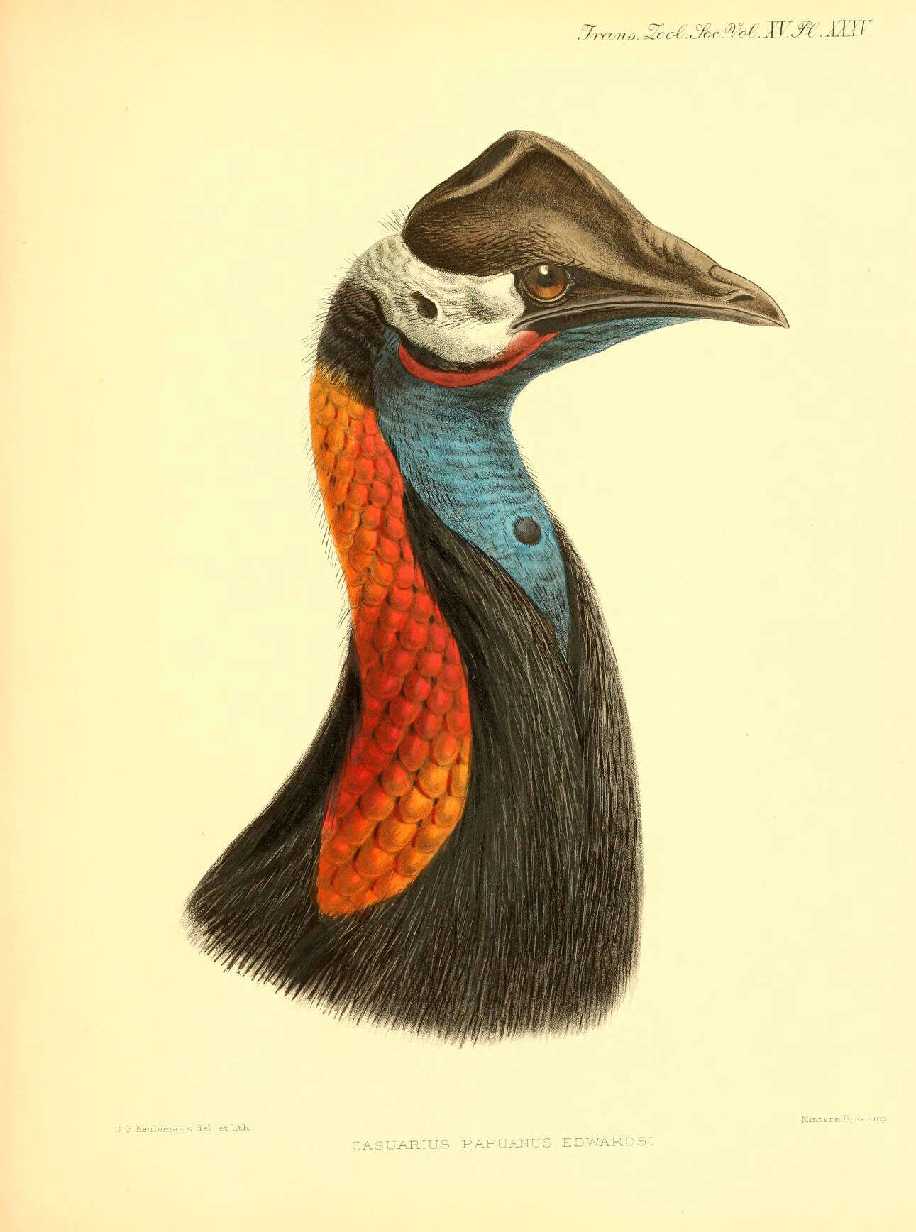 Image of Dwarf Cassowary