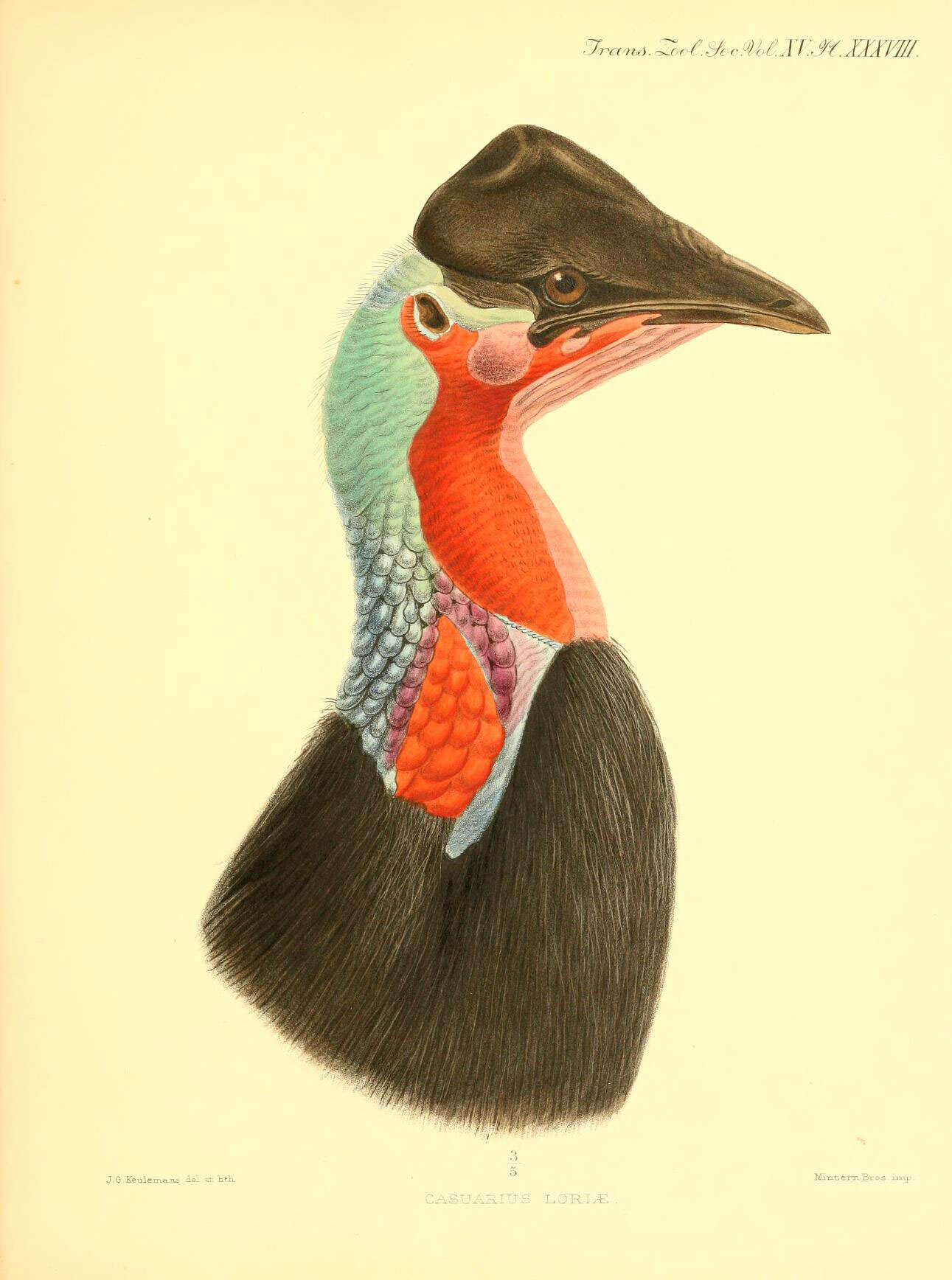 Image of Dwarf Cassowary