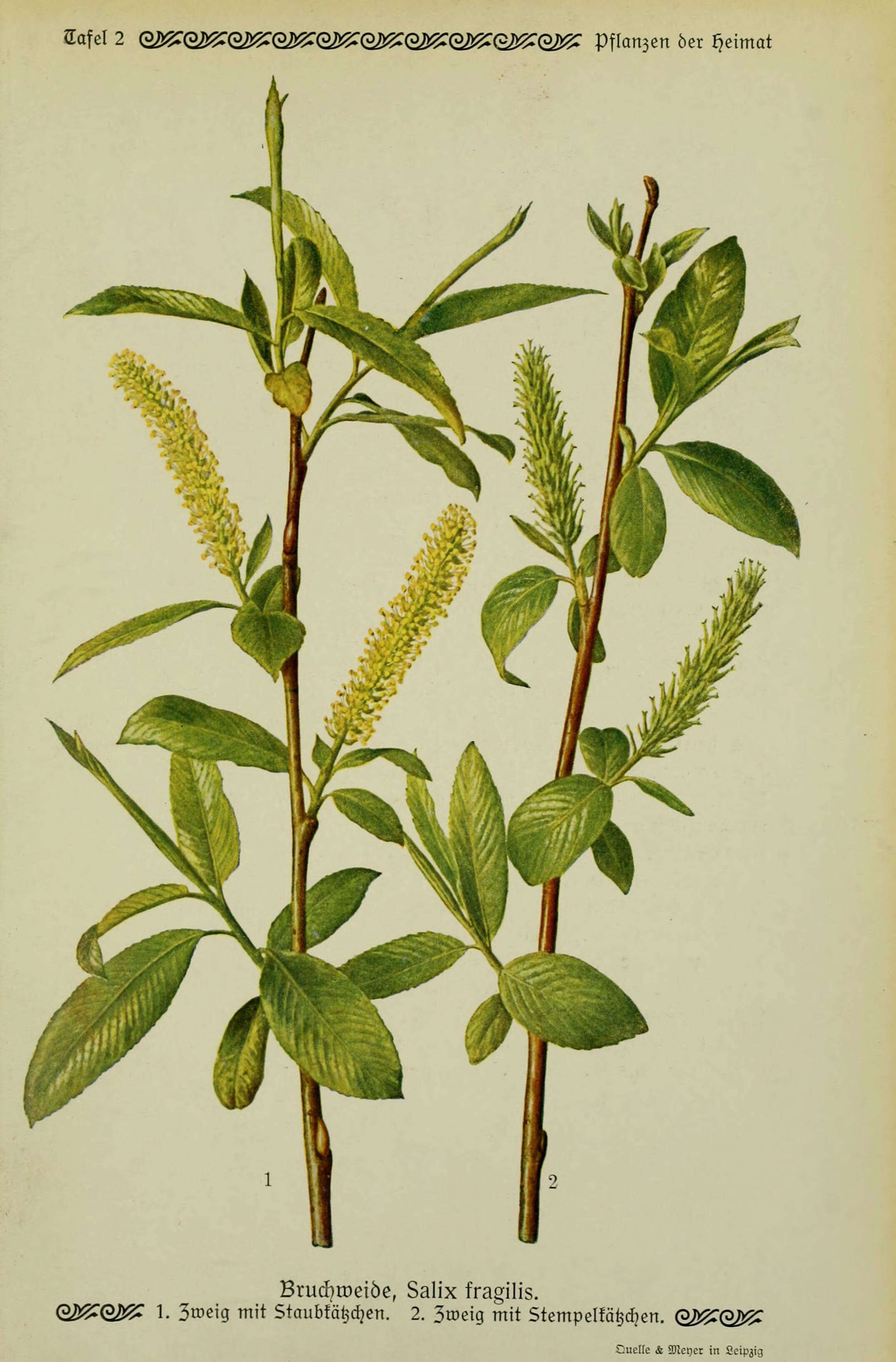 Imagem de Salix fragilis L.