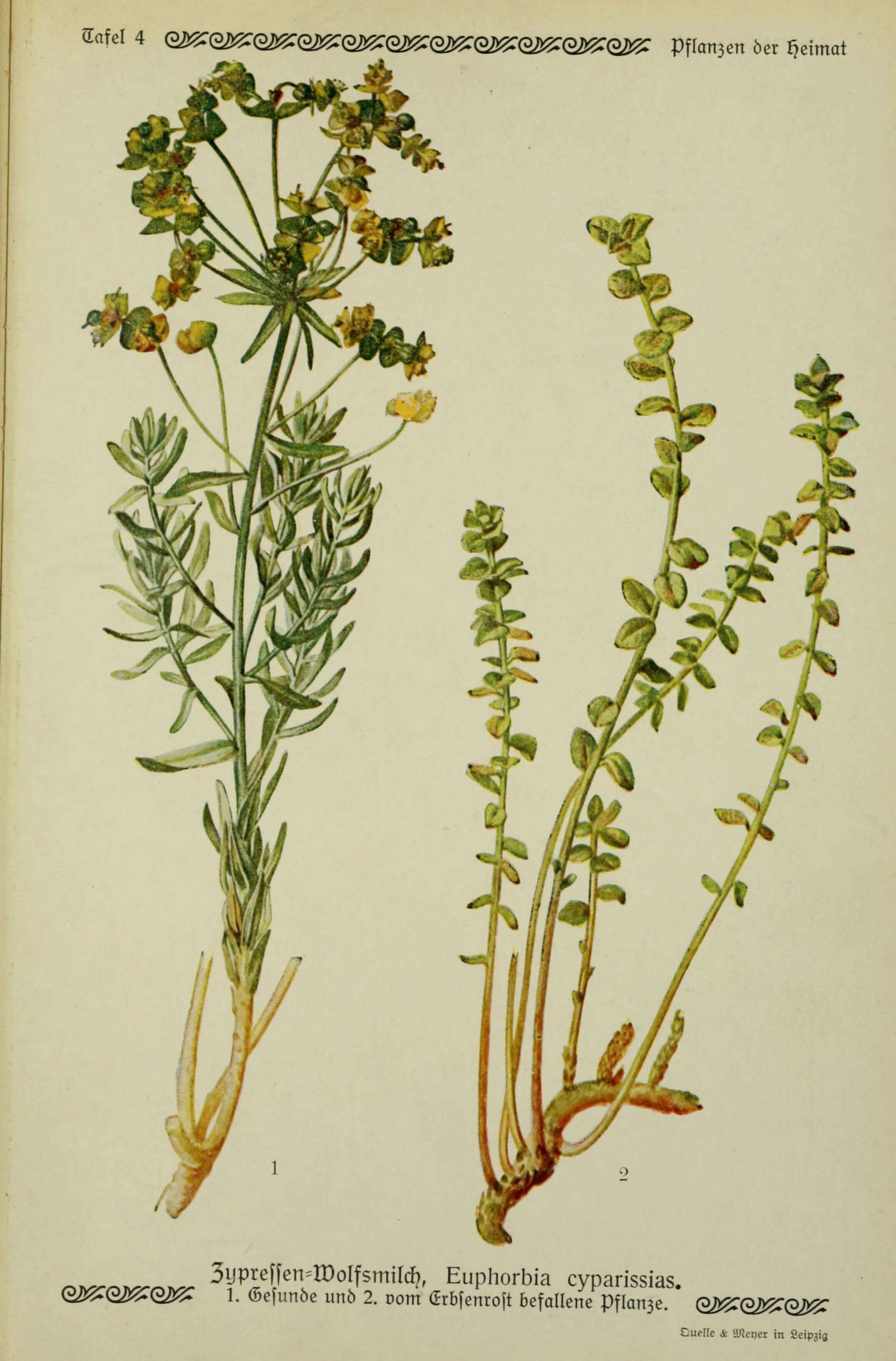 Image of Cypress Spurge