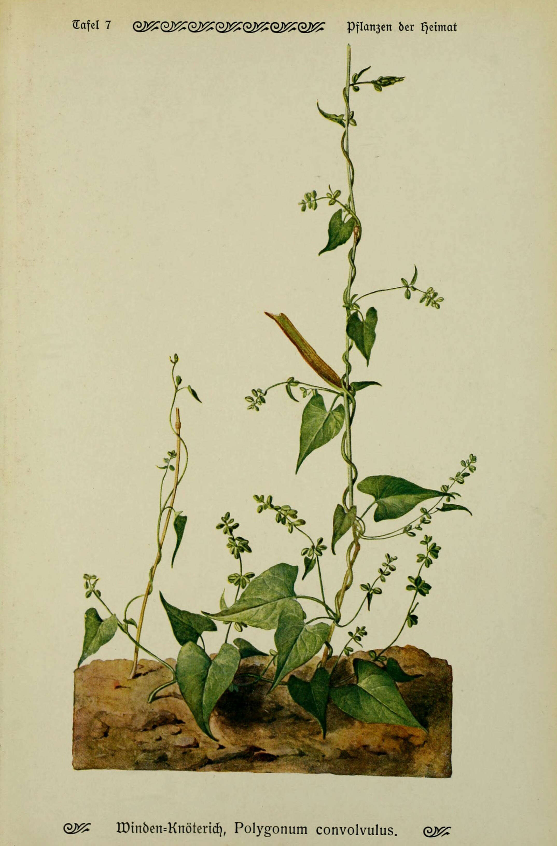 Image of Black Bindweed