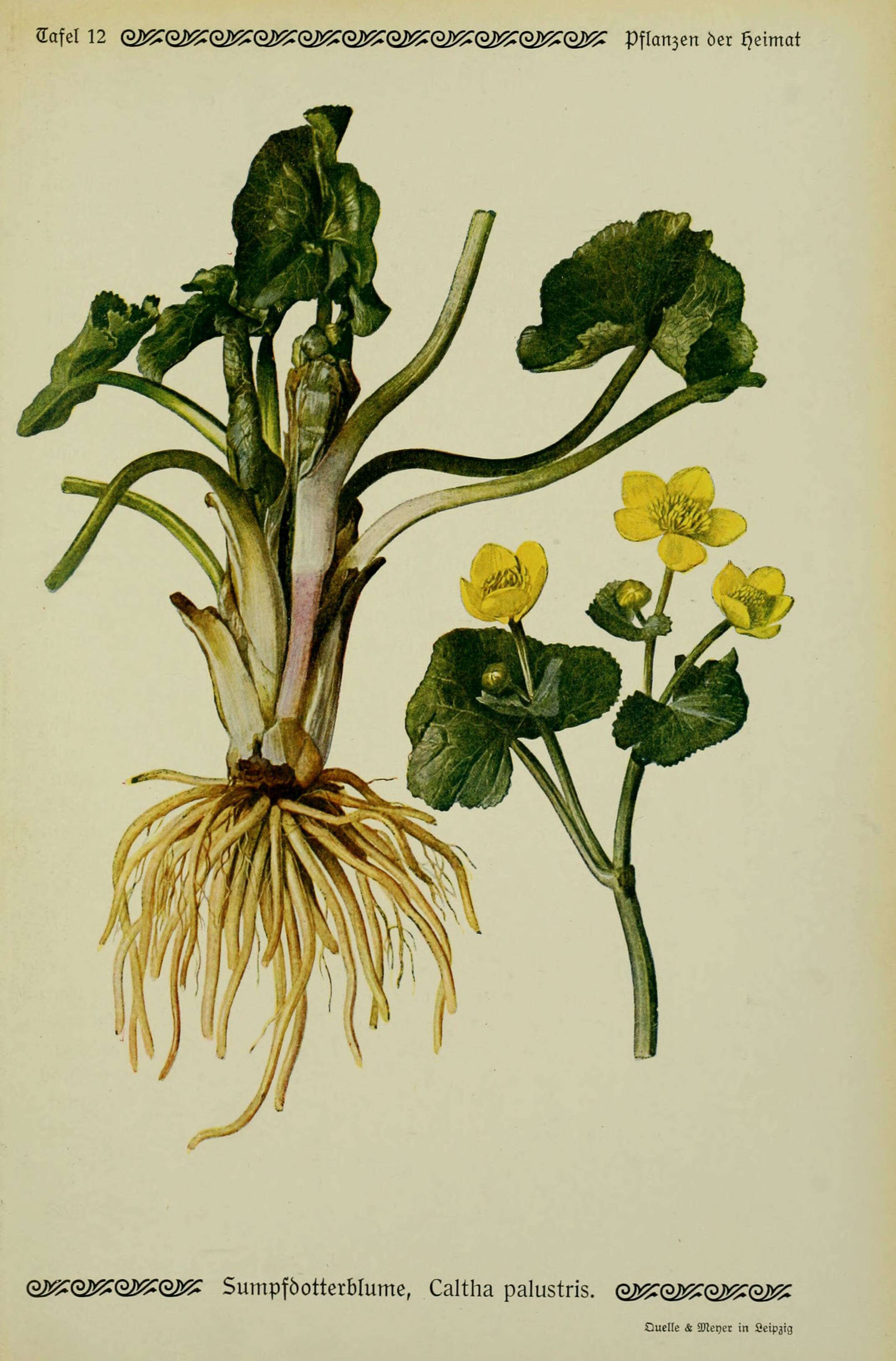 Image of Marsh-marigold