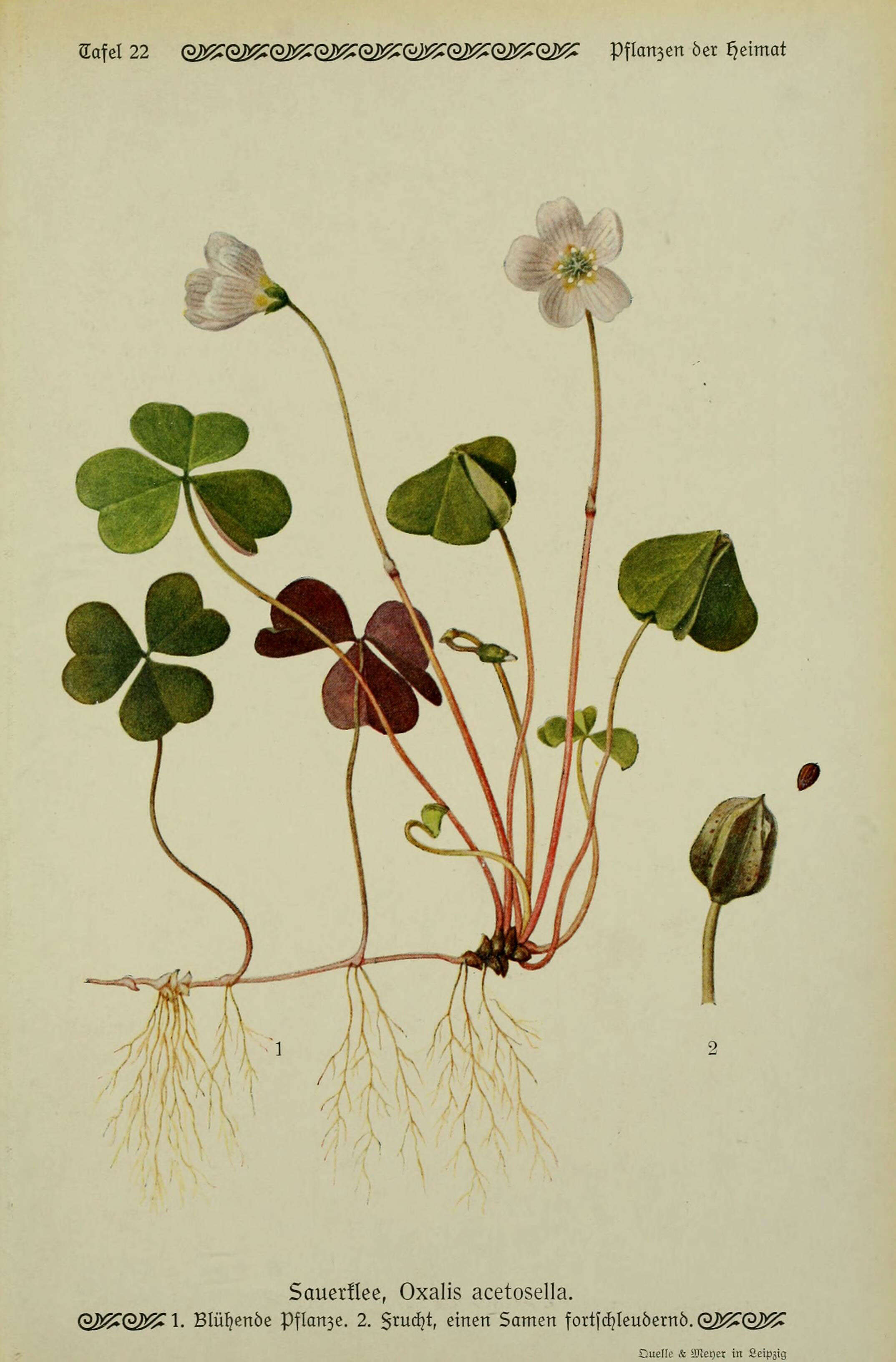 Image of Wood-sorrel