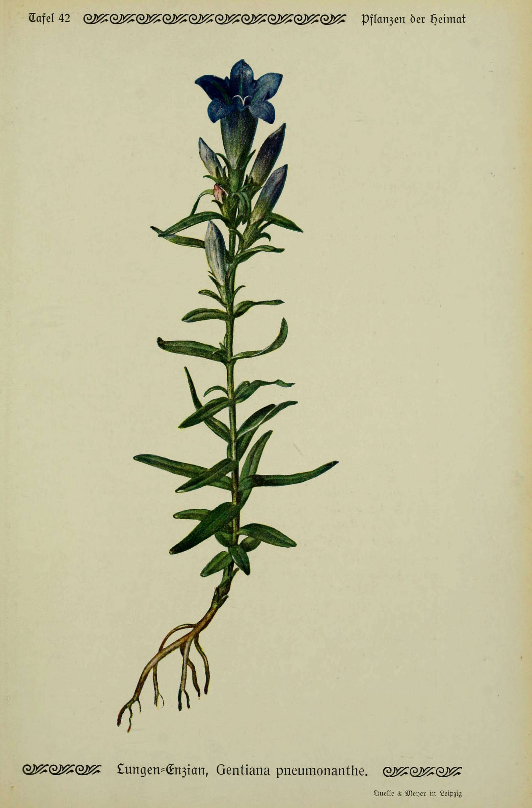 Image of marsh gentian