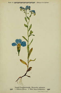 Image of true forget-me-not