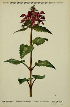 Image of spotted dead-nettle