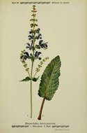 Imagem de Salvia pratensis L.