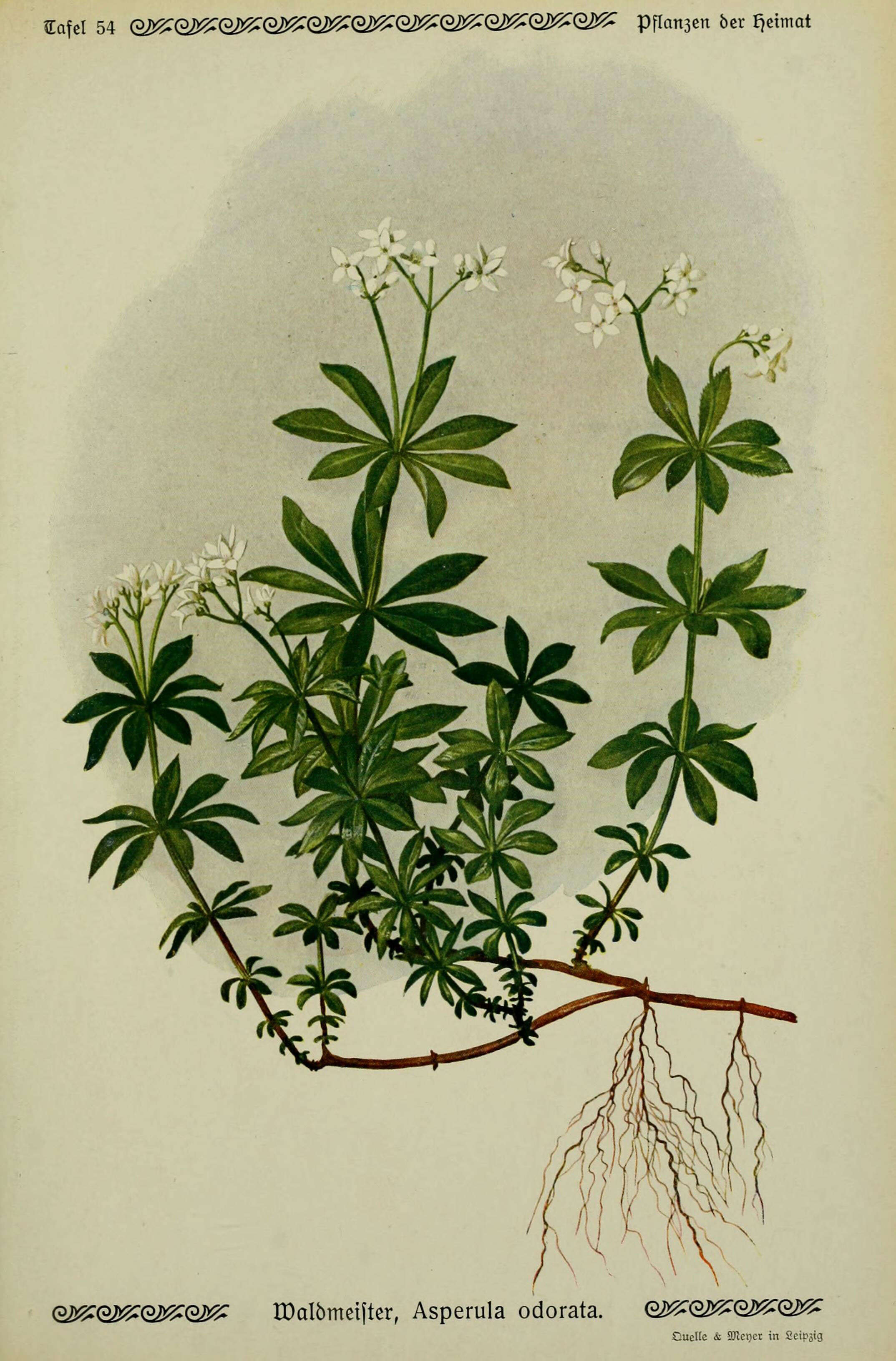 Image of Woodruff