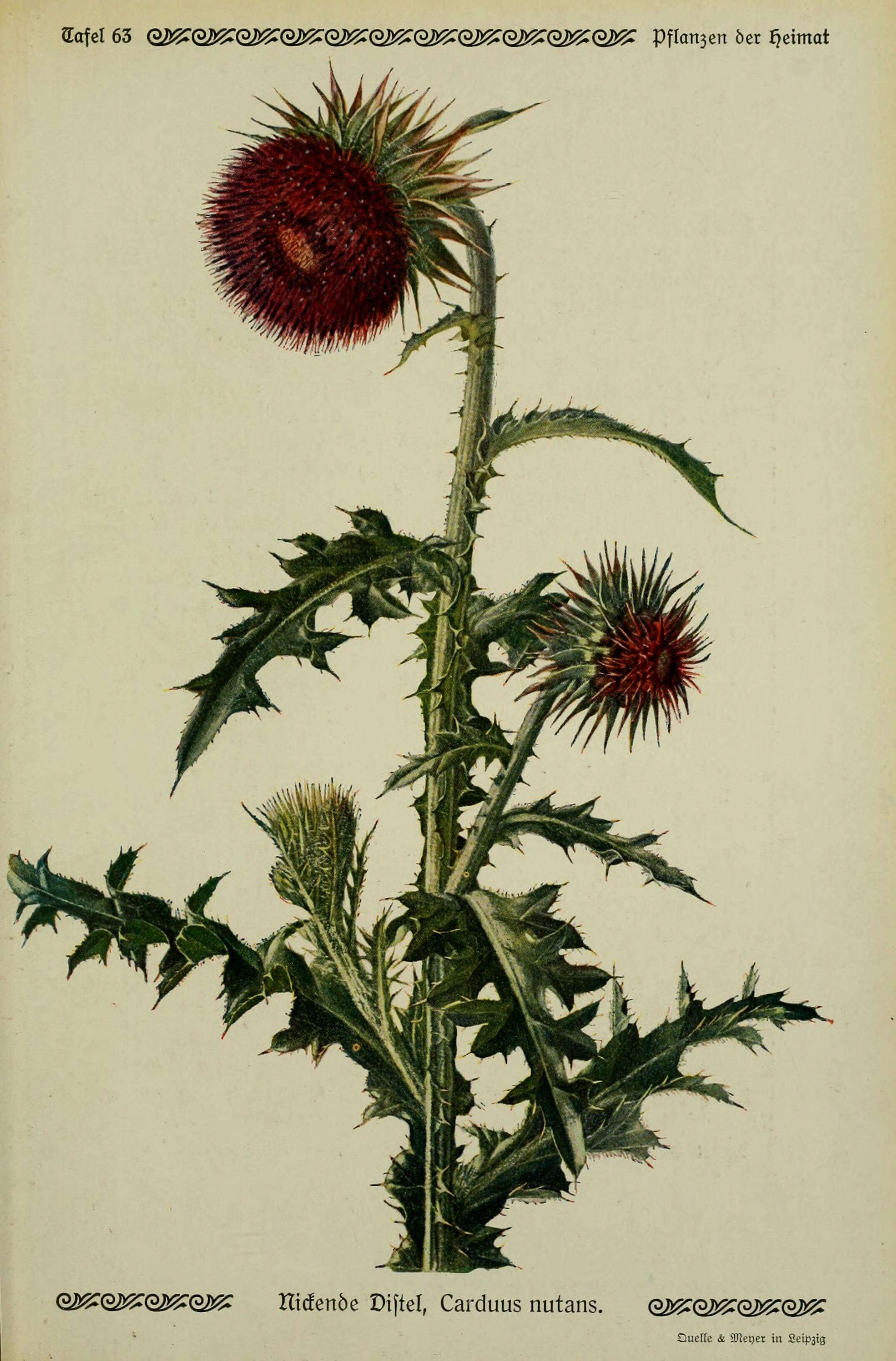 Image of Musk Thistle