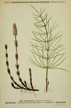 Image of field horsetail