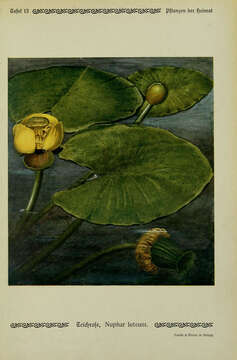 Image of Yellow Water-lily