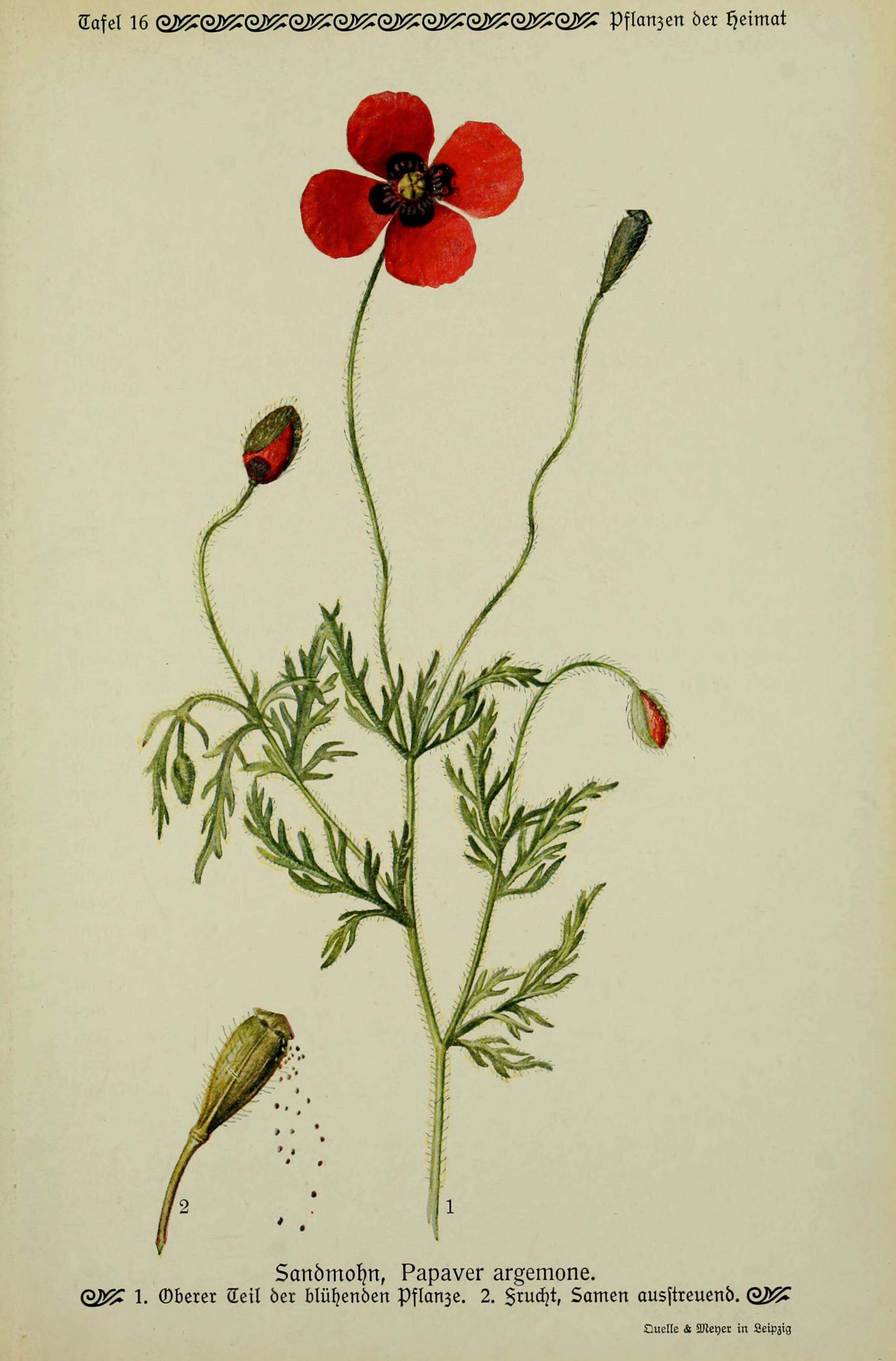 Image of Prickly Poppy