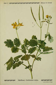 Image of celandine