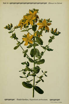 Image of St John's wort