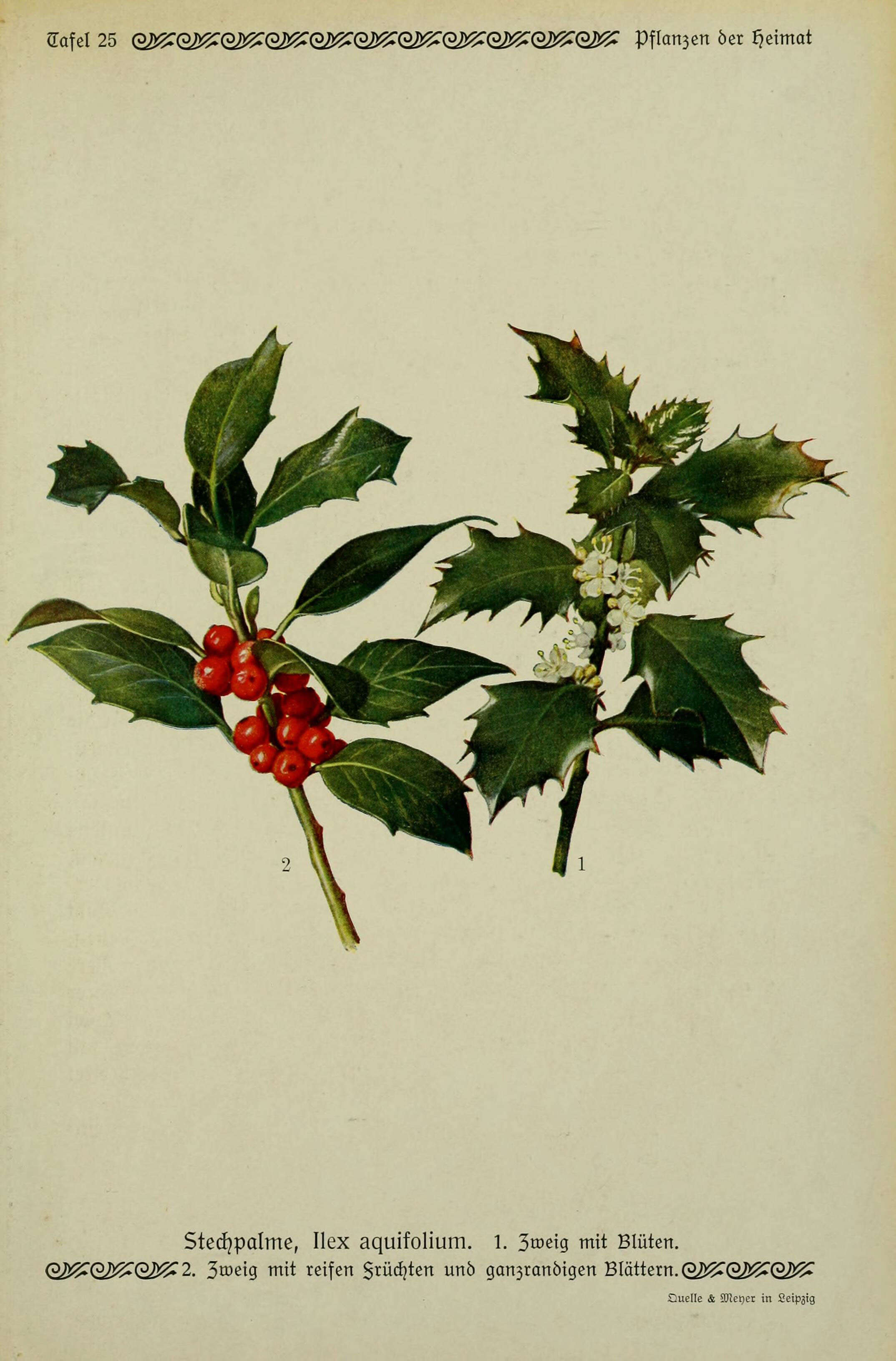 Ilex aquifolium L. resmi