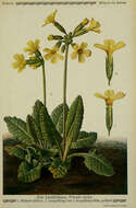 Image of oxlip