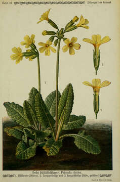 Image of oxlip