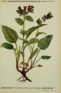 Image of Lungwort