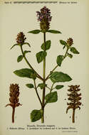 Image of common selfheal