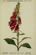 Imagem de Digitalis purpurea L.