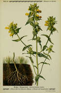 Image of greater yellow-rattle